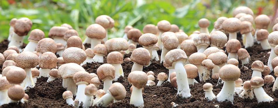 imb,アイエムビー,アガリクス,自社栽培,ヒメマツタケ