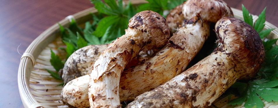 imb,アイエムビー,アガリクス,松茸ロマン,マツタケ人工栽培