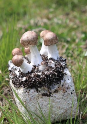 imb,アイエムビー,アガリクス,風評被害,栽培