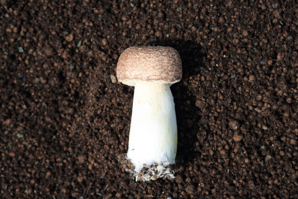 imb,アイエムビー,アガリクス,一本のアガリクス,福岡