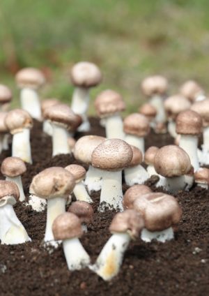 imb,アイエムビー,アガリクス,会社沿革,特許