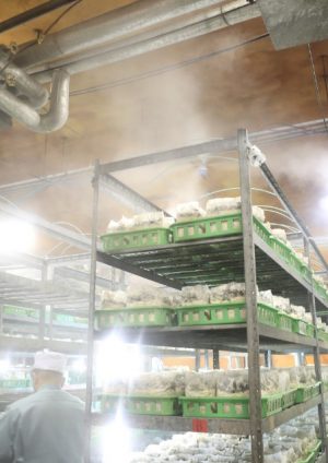 imb,アイエムビー,アガリクス,栽培室,工場