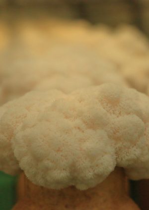 imb,アイエムビー,アガリクス,ヤマブシタケ,きのこ