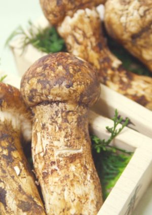 松茸箱入,imb,アイエムビー,アガリクス,マツタケ