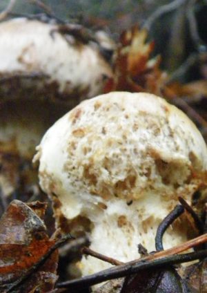 松茸,imb,アイエムビー,アガリクス,マツタケ