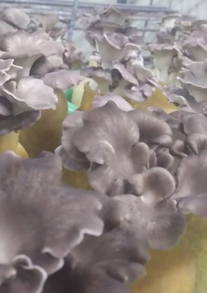 ほうび茸,imb,アイエムビー,アガリクス,きのこ