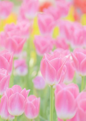 imb,アイ・エム・ビー,アガリクス,きのこ,松茸