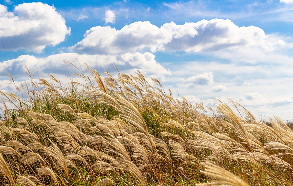 imb,アイ・エム・ビー,アガリクス,きのこ,松茸