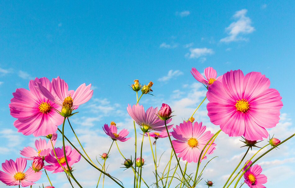 imb,アイ・エム・ビー,アガリクス,きのこ,松茸